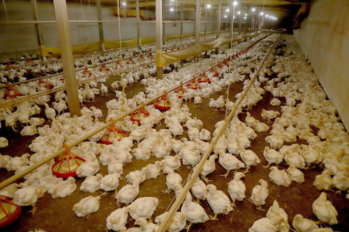 Brasil retoma status de livre de influenza aviária em granjas comerciais; vigilância é permanente