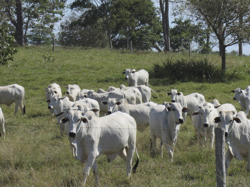 Brasil sedia Congresso Mundial da Carne com foco em sustentabilidade
