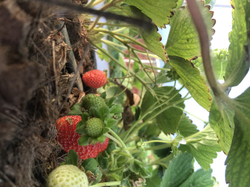 Com frutas adaptadas ao clima tropical, companhia brasileira entra no mercado de ultracongelados