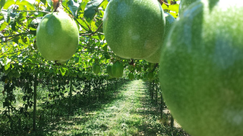 Safra de maracujá pode chegar a 700 mil toneladas no ano. Sucesso da produção depende da estrutura eficiente do cultivo