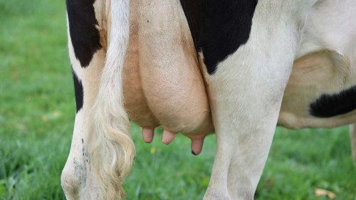 Mastite clínica ou subclínica? Entenda a diferença e os impactos da doença na pecuária leiteira