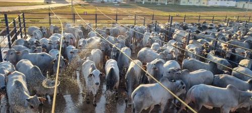 Circuito Nelore de Qualidade chega à quinta etapa nacional, em Pontes e Lacerda (MT)