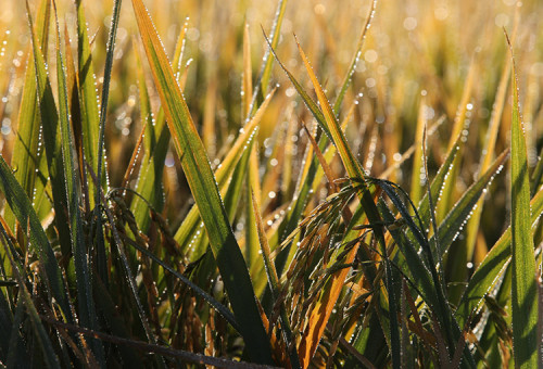 Safra global de arroz 2025/26 deve atingir recorde