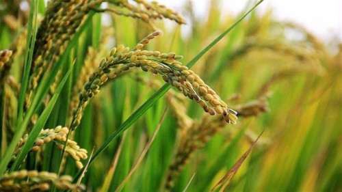 Queda nos preços do arroz pressiona margens