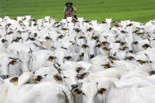 Brasil diversifica mercados e impulsiona exportação de carne
