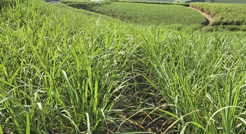 Manejo radicular é essencial para a produtividade da cana