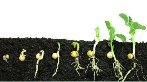 IA automatiza análise de germinação de sementes