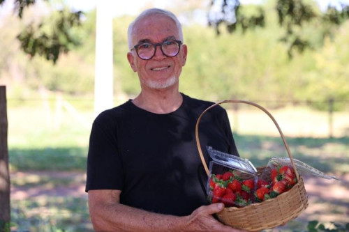 João se reinventa após aposentadoria com cultivo de morangos e auxílio do Senar/MS