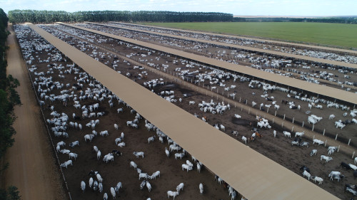 Confinamento surge como oportunidade para antecipar compra de bezerros