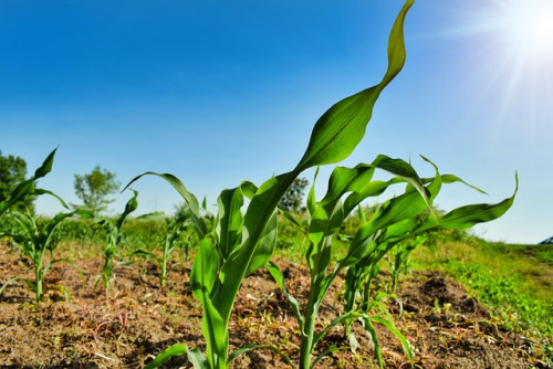 Micronutrientes ganham destaque no milho verão