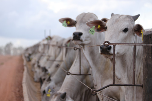 MFG elimina marca a fogo e reúne cadeia produtiva para discutir bem-estar animal