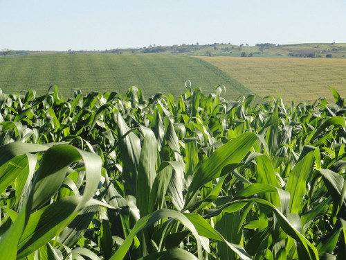 Milho: Colheita gigante e demanda fraca desafiam produtores