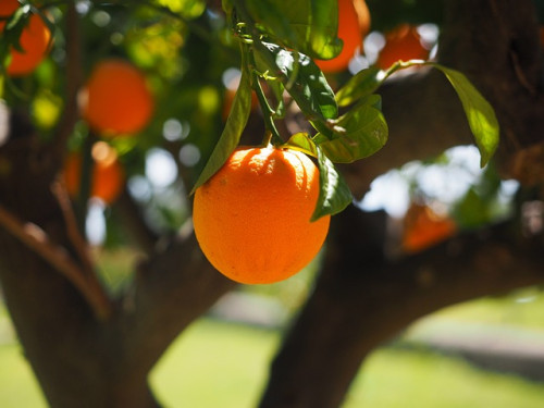 Greening ameaça produção de suco de laranja
