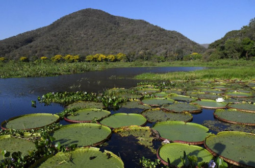 PSA Conservação: Governo de MS destina R$ 30 milhões para propriedades com vegetação nativa excedente no Pantanal