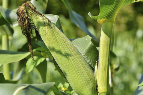 Irrigação estratégica garante alta produtividade