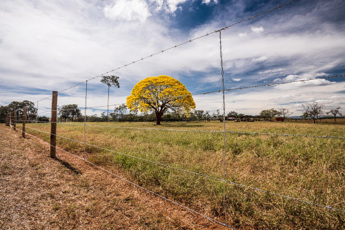 No auge da florada, ipês exigem atenção redobrada em áreas produtivas