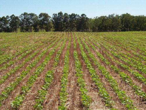 Tratamento de sementes auxilia na produtividade superior e reduz custos para o produtor agrícola, apontam estudos