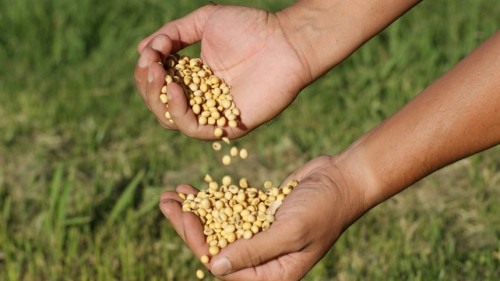 Soja: Produtor deve aproveitar lucro atual
