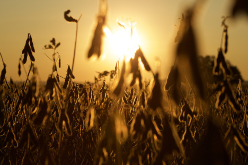 Multinacional do agro se torna a primeira a neutralizar 100% de suas emissões no Brasil