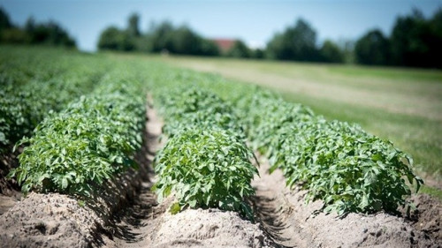 Demanda por fósforo na batata exige manejo mais eficiente