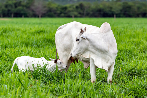 Nutrição da vaca durante a gestação define o desempenho produtivo da cria