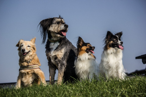 Agosto Verde-Claro reforça a luta contra a leishmaniose visceral, doença canina que também afeta humanos