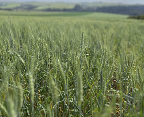 Adubação foliar com micronutrientes traz benefícios