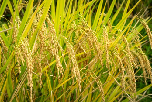 Arroz atravessa período crítico