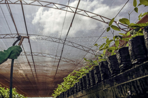 MS responde por 35% da celulose exportada pelo Brasil em 2025