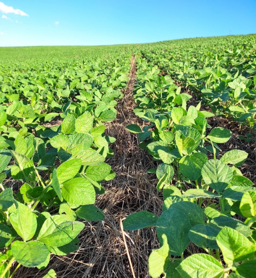 Boa disponibilidade hídrica acelera plantio na Argentina