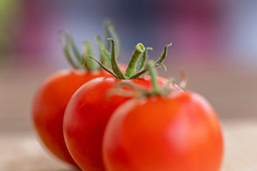 Gene garante folhas eretas e mais produtividade ao tomateiro