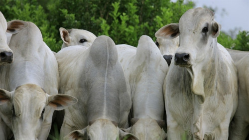Mato Grosso bate recorde histórico na exportação de carne bovina