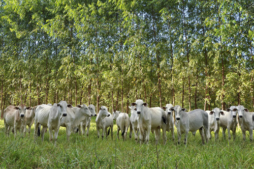 Estudos confirmam viabilidade econômica de sistemas sustentáveis de produção na Amazônia e no Cerrado