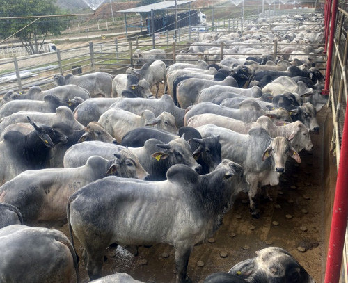 Circuito Nelore de Qualidade: 1.500 animais serão avaliados em Nanuque (MG)
