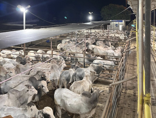 Confira os resultados da etapa de Nova Andradina (MS) do Circuito Nelore de Qualidade 2025  