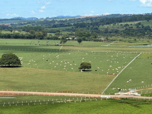 Pecuarista amplia capacidade de abate em cinco vezes ao intensificar a recria e terceirizar engorda