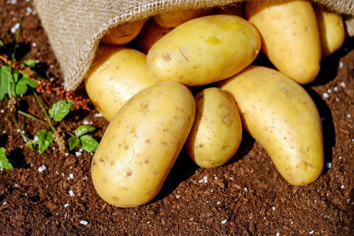 Aeroponia revoluciona o cultivo de batatas
