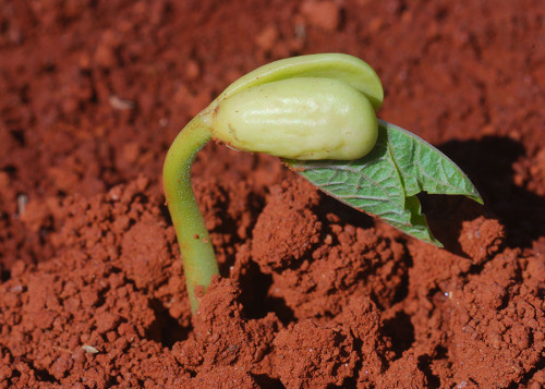 Nanotecnologia verde no campo é tema de roadshow em Brasília