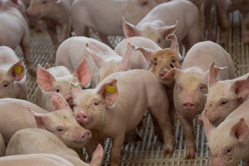 Canibalismo em suínos pode levar à perda de carcaças no abate