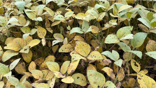 Ferrugem asiática exige atenção redobrada