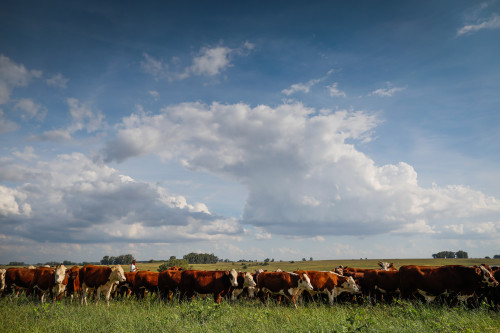 Estudo realizado no Sul aponta bom retorno sobre o investimento no controle do carrapato