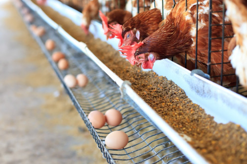 Clara, a IA da Alltis que ajuda o produtor de ovos a conversar com a granja
