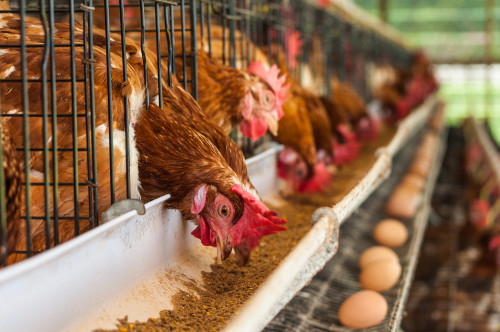 Queda de desempenho produtivo aparece quando a dieta das aves precisa de atenção