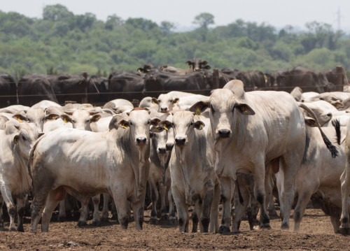COP 30: Pecuária brasileira apresenta seu potencial sustentável