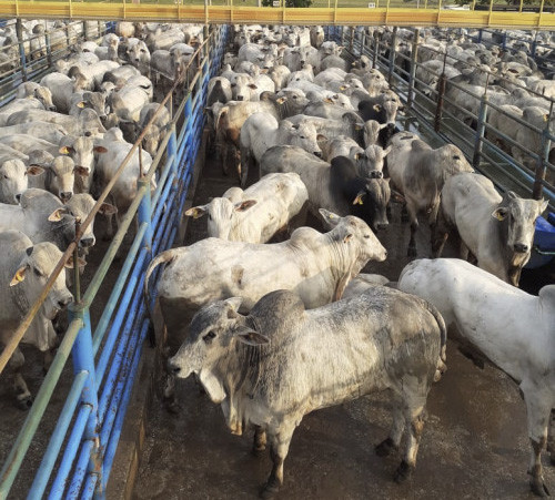 Mozarlândia (GO) será sede da 26ª etapa nacional do Circuito Nelore de Qualidade 