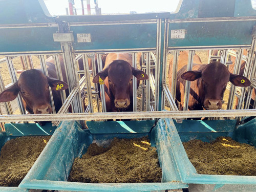Prova de Eficiência: Santa Gertrudis supera meta em fase intermediária