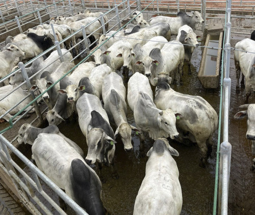 Avaliação de 323 animais: confira resultados do Circuito Nelore de Qualidade em Teixeira de Freitas (BA)