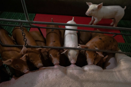 Marrãs e leitões sofrem com os impactos da Síndrome da Disgalaxia Pós-Parto (SDPP)