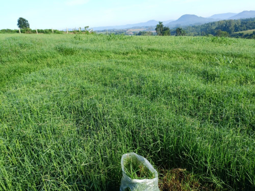 Pecuária gaúcha: como o clima está impulsionando as pastagens de inverno