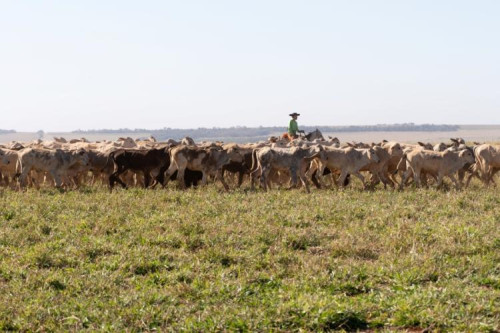Como o agro fez Mato Grosso do Sul crescer e se tornar referência em sustentabilidade
